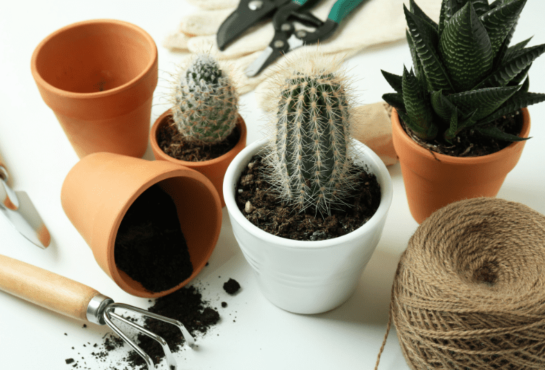 How to Make Your Own Succulent Soil