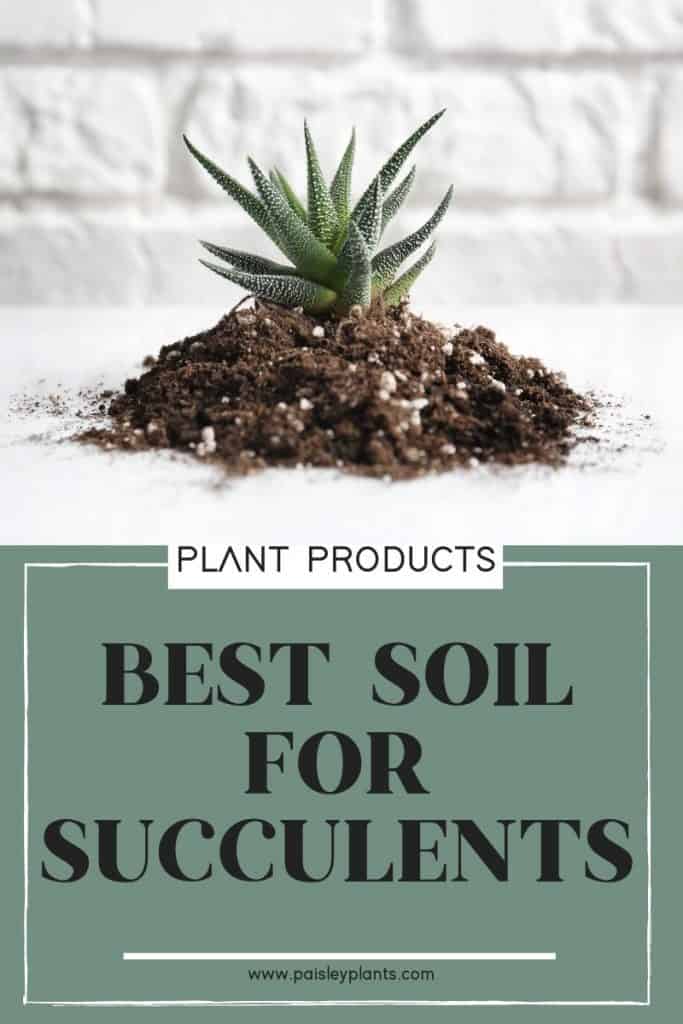 best soil for succulents