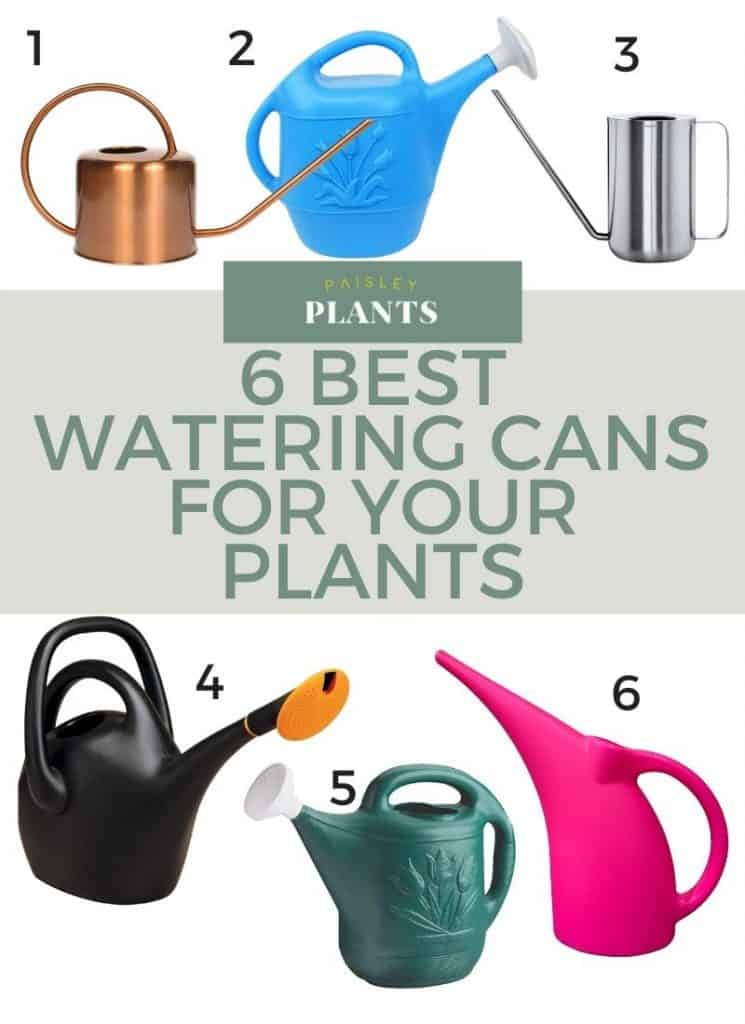 6 Best Watering Cans for Your Plants
