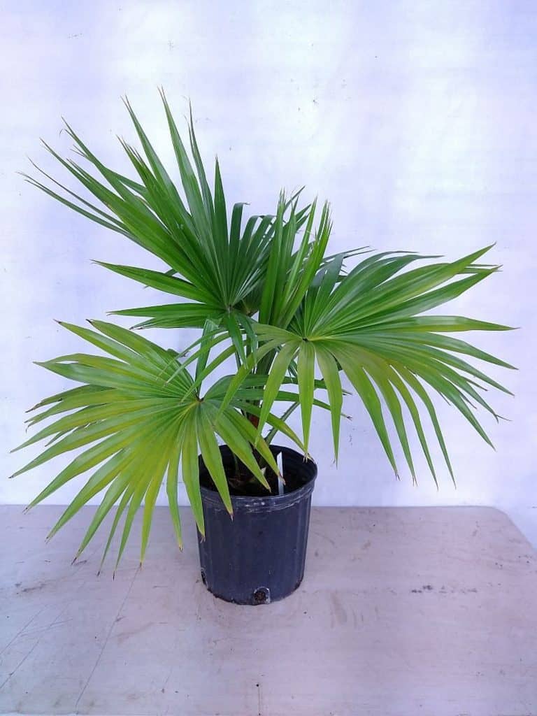 chinese palm