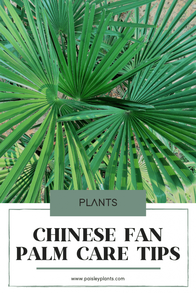 chinese fan palm care tips