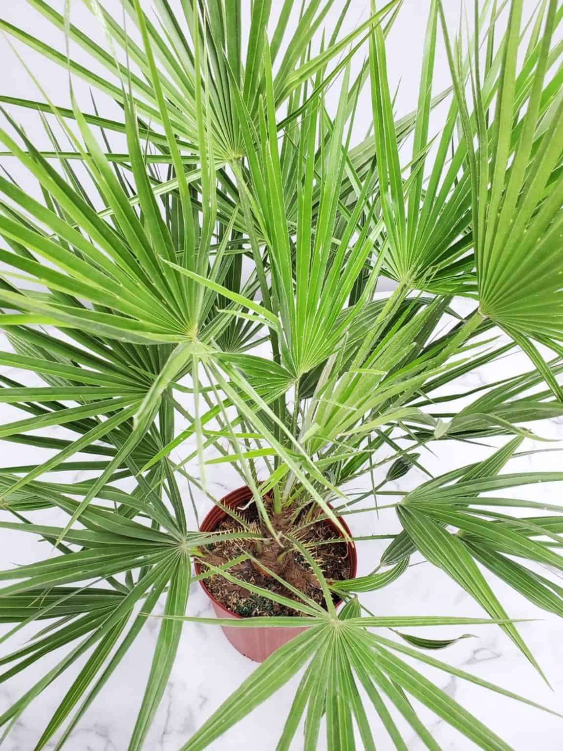 Chinese Fan Palm Care Guide (Livistona chinensis) Paisley Plants