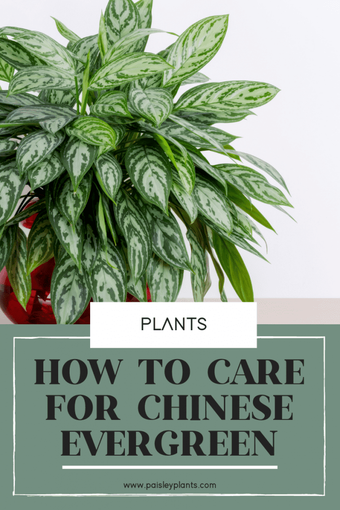 how to care for chinese evergreen