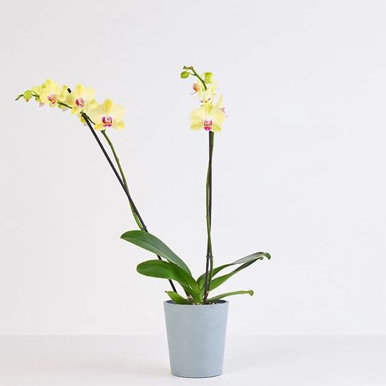 bouqs orchids