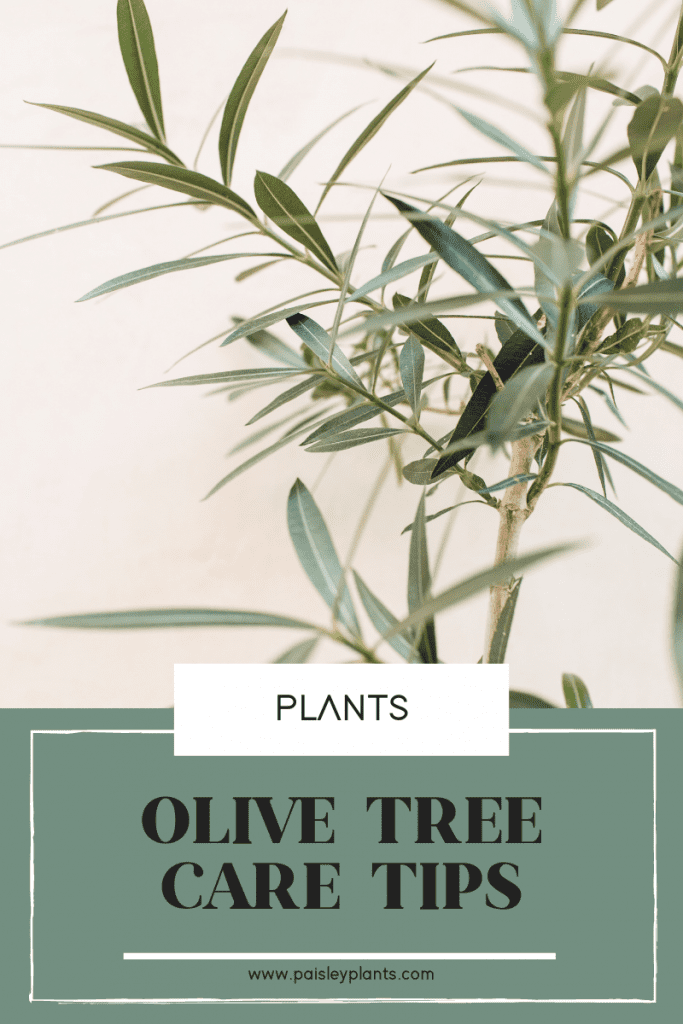 olive tree caretips