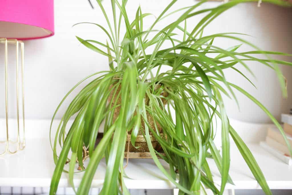 spider plant in gold pot on a shelf