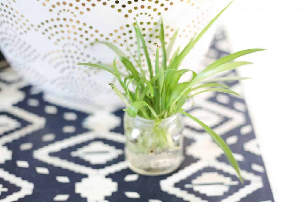 spider plant babies in jar