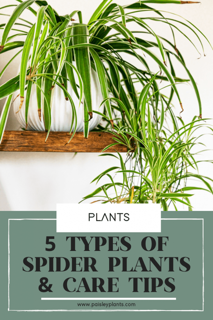 5 types of spider plants