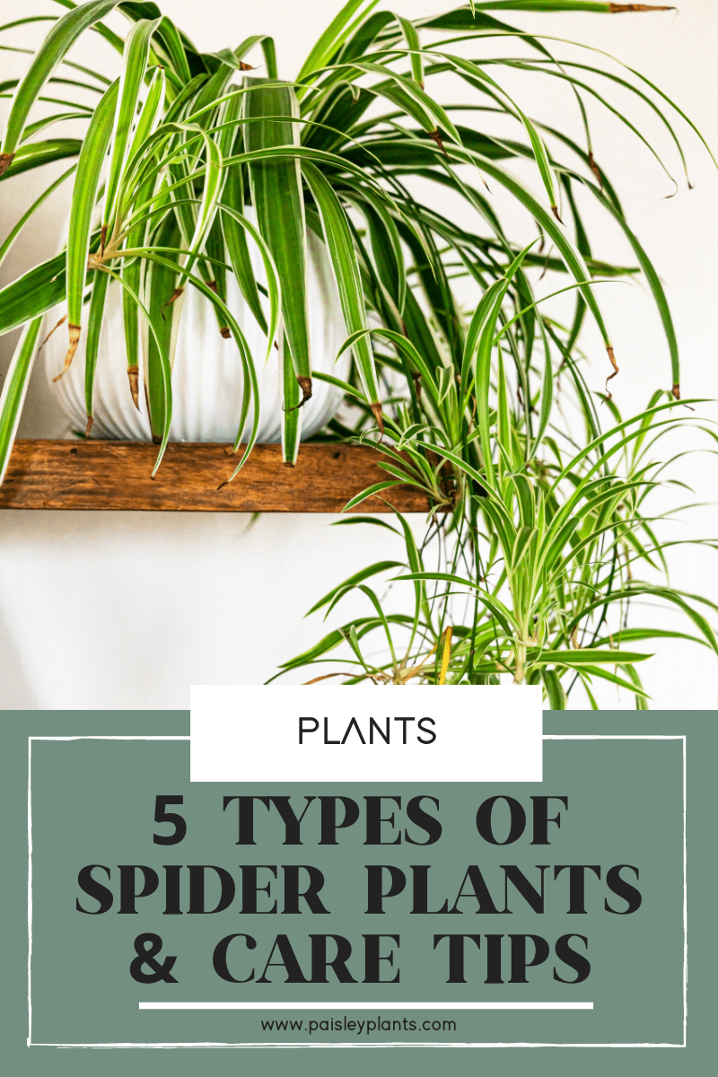 5 Unique Types of Spider Plants - Paisley Plants