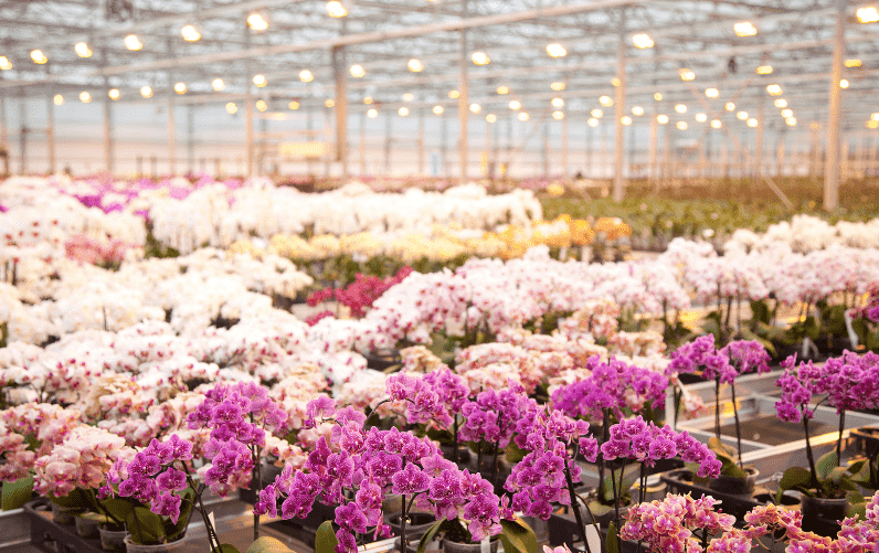 field of orchids