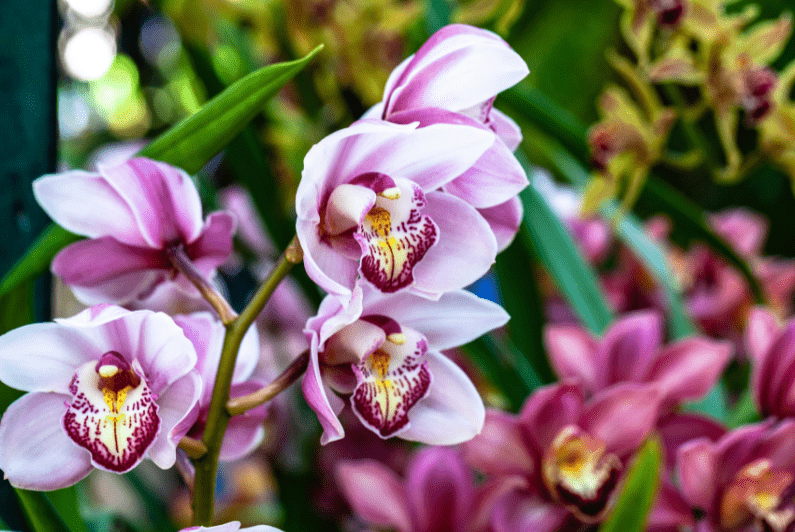 pink and purple orchids