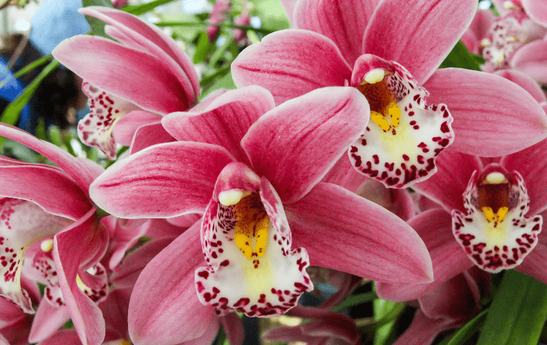 pink orchids