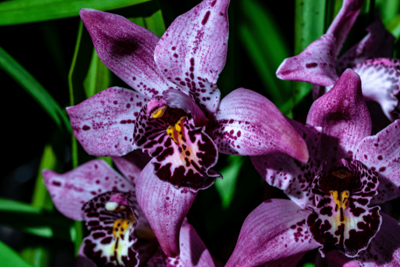 orchid plant purple