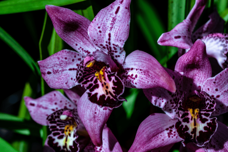 purple orchids