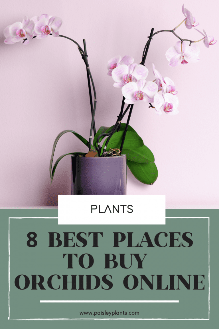 8 Best Places to Buy Orchids Online Paisley Plants