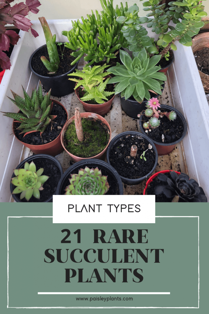 21 rare succulent plants