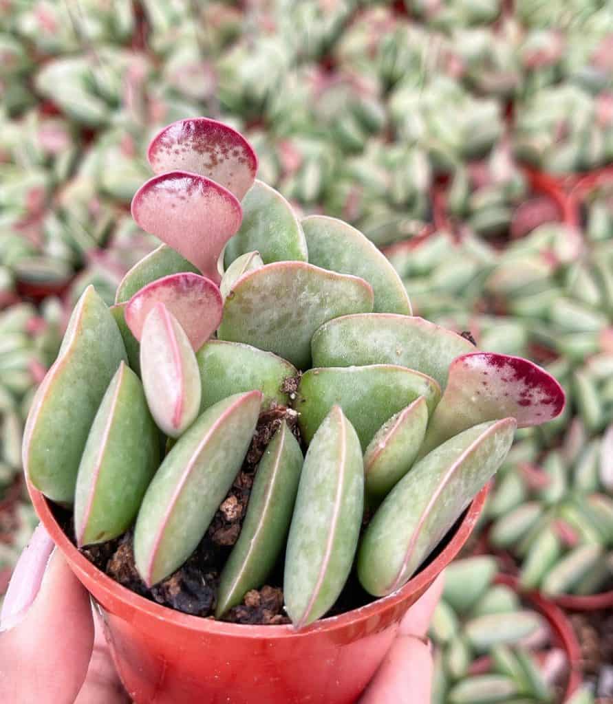 Adromischus Maculatus - Calico Hearts