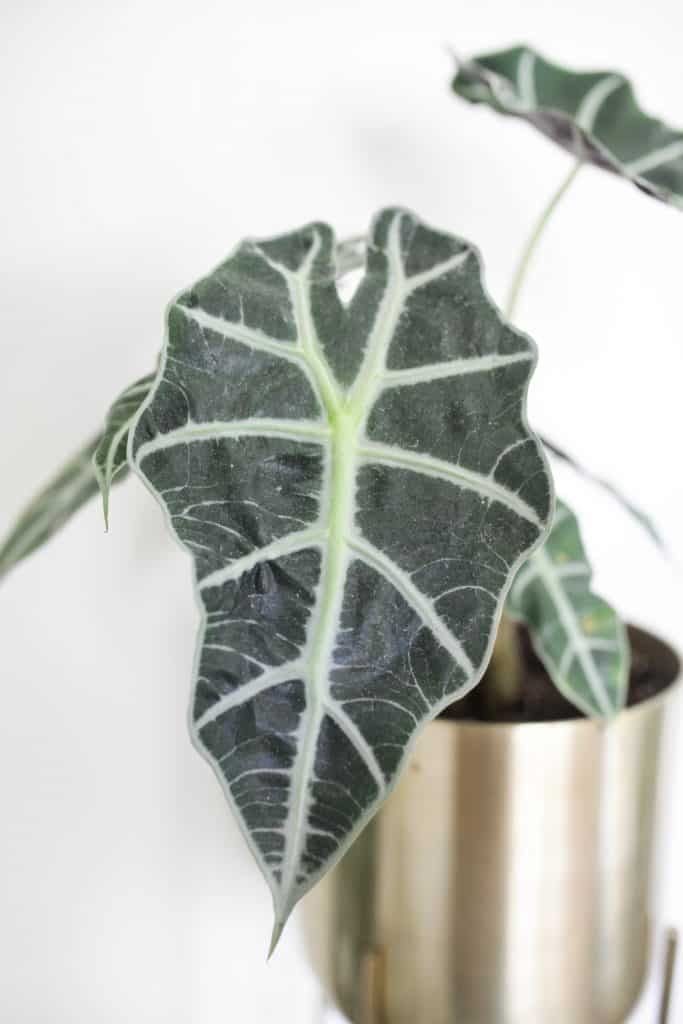 Alocasia Polly Leaf