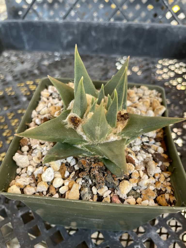 Ariocarpus Trigonus