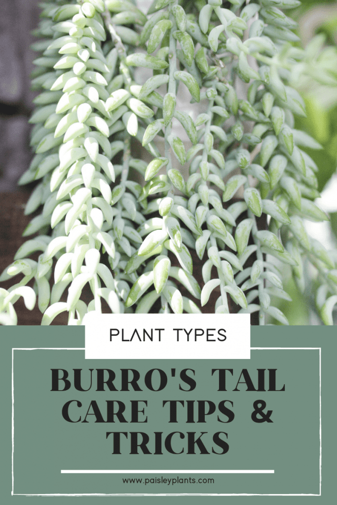 How to Take Care of Your Burros Tail