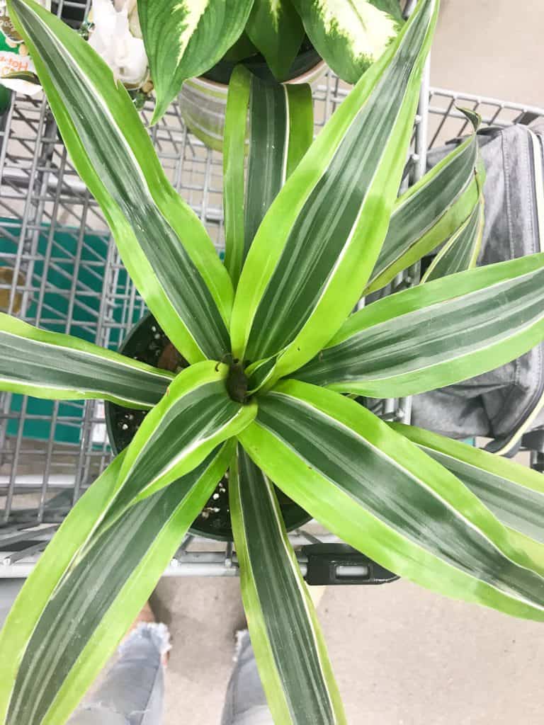 Dracaena Lemon Lime