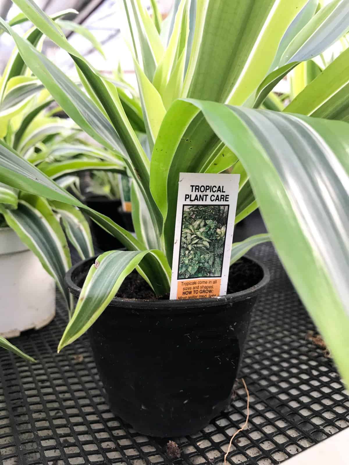 Dracaena Lemon Lime Toxic