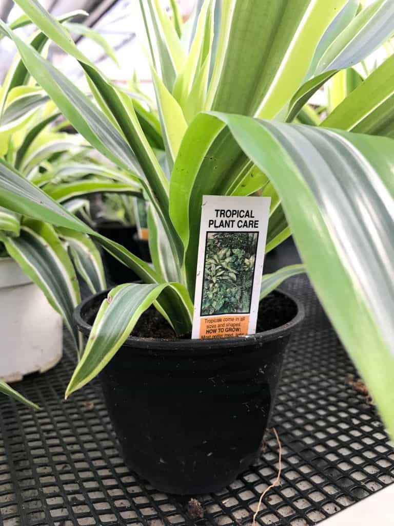 Dracaena Lemon Lime