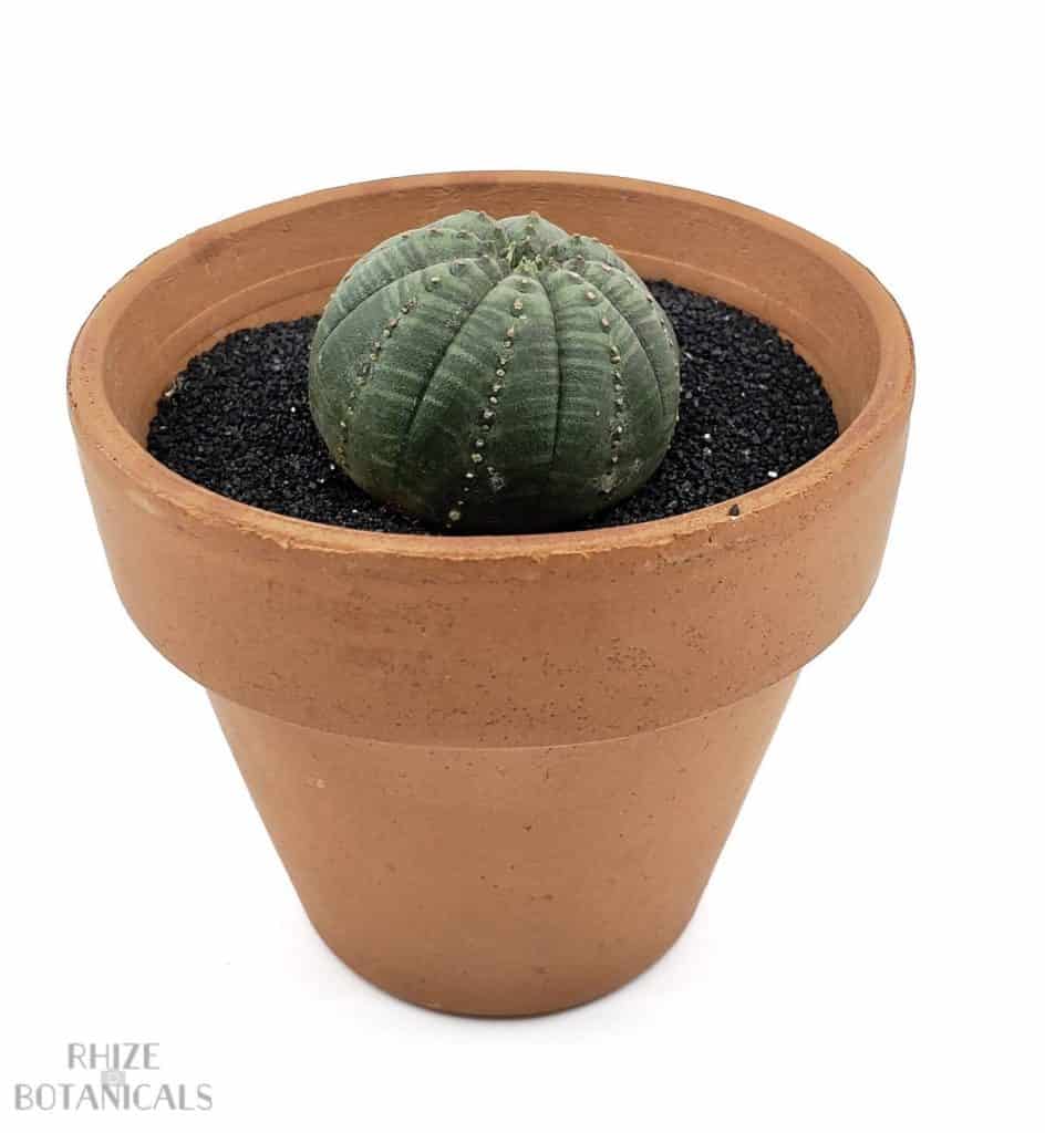 Euphorbia Obesa — Baseball Plant