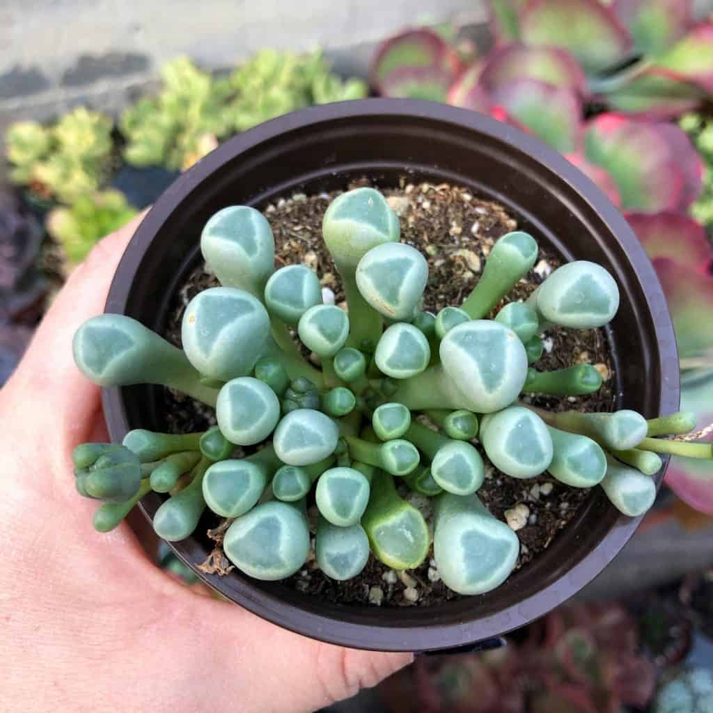 Fenestraria — Baby Toes