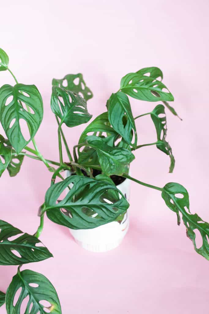 monstera adansonii