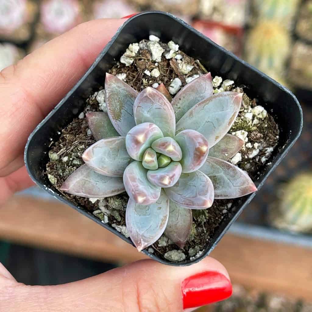 Pachyphytum Compactum — Little Jewel