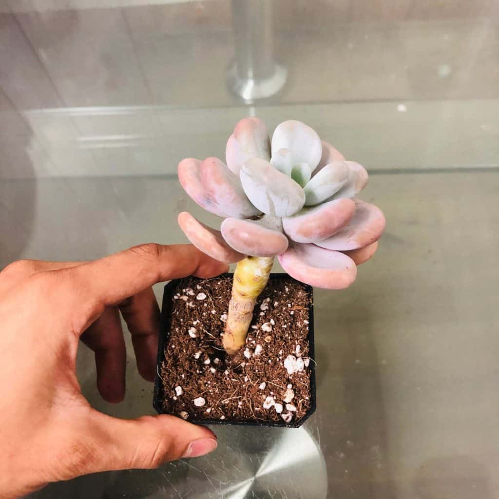 Pachyphytum Oviferum — Moonstones