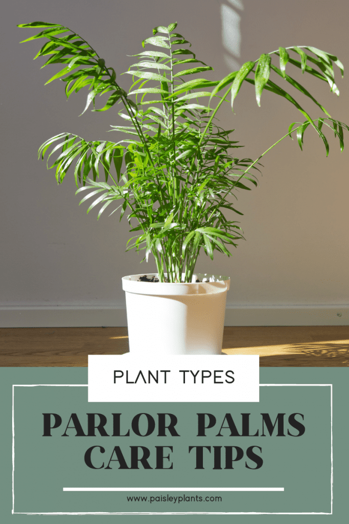 parlor palm plant care tips