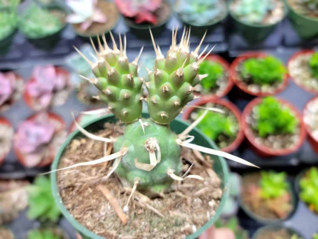 Tephrocactus Articulatus — Paper Spine Cactus