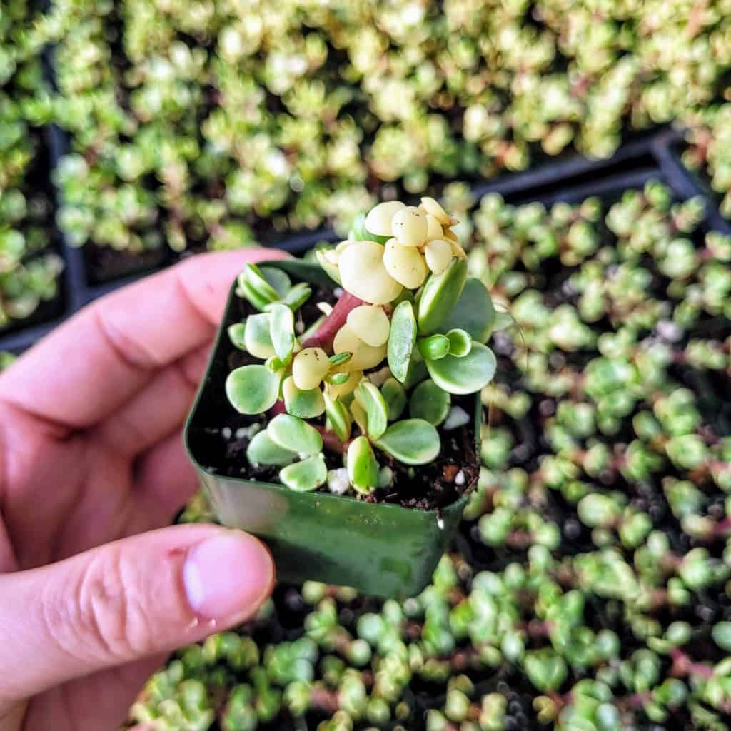 Variegated Elephant Bush