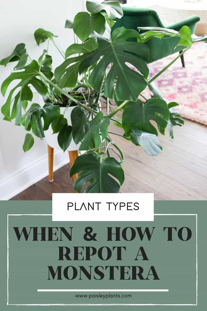 when-how-to-repot-monstera-paisley-plants