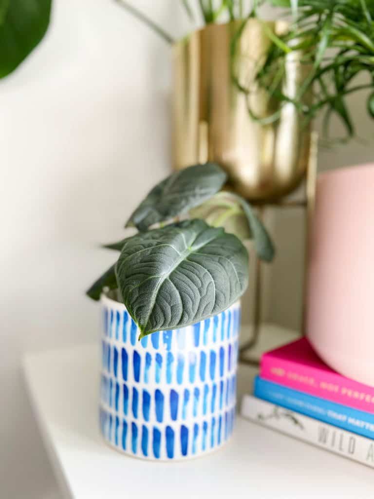 Alocasia Maharani