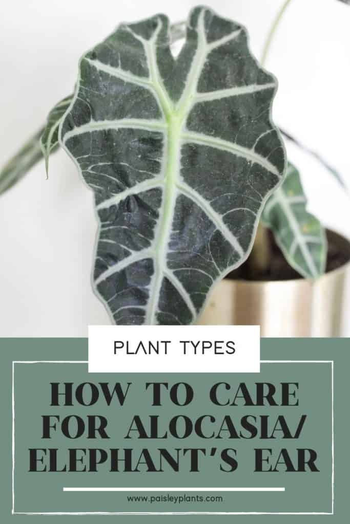 how to care fo alocasia elephant ear plant