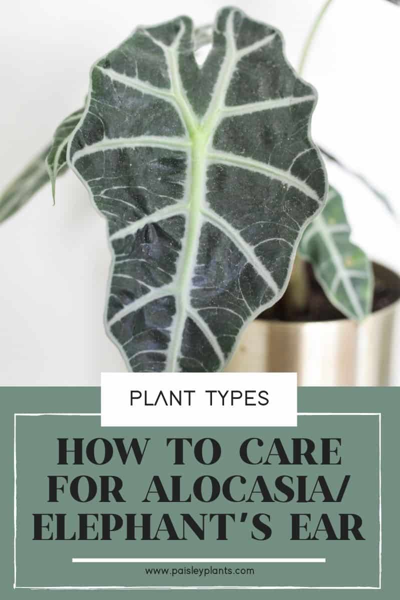Alocasia Plant Care (Elephant's Ear) - Paisley Plants