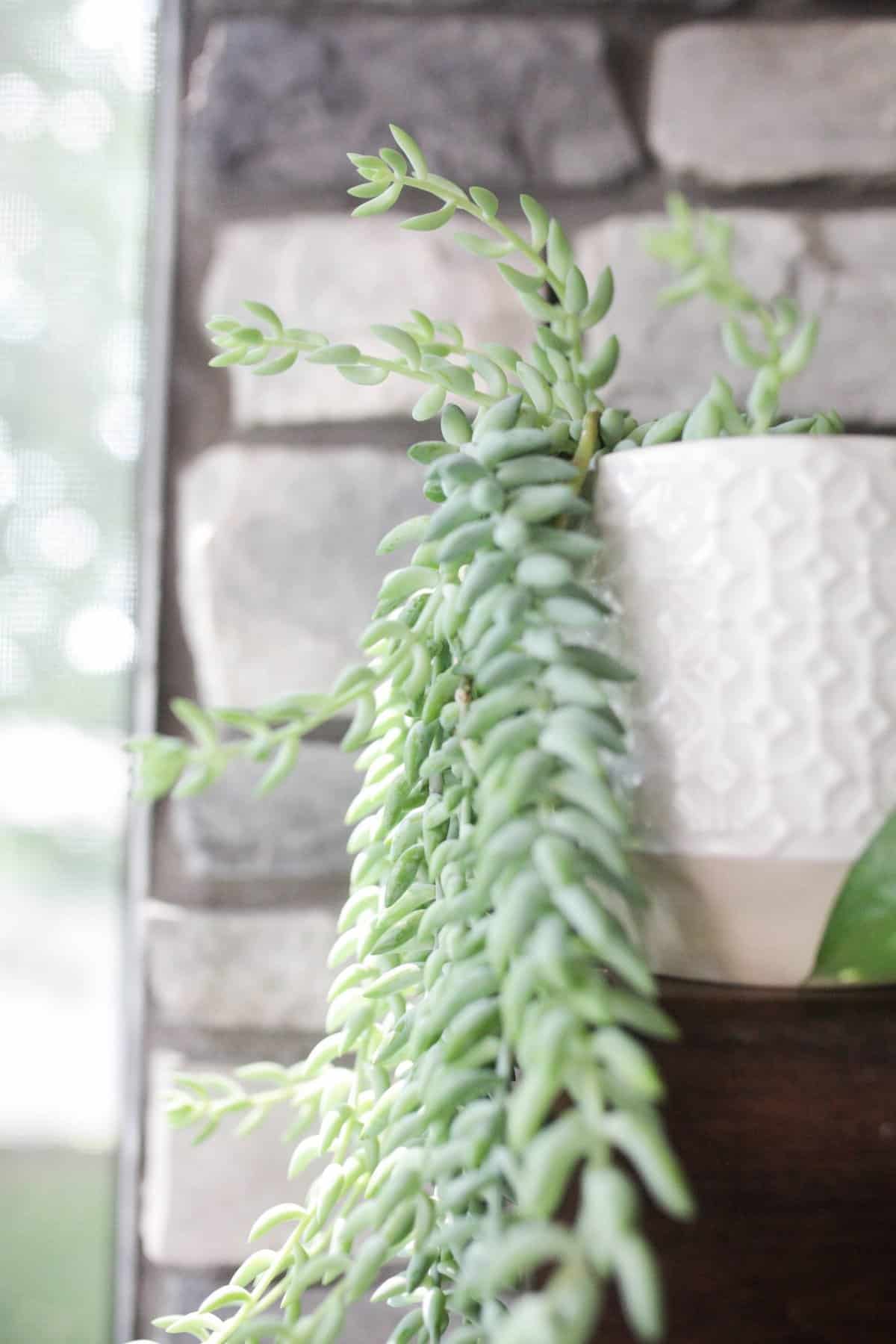 How To Take Care Of Your Burros Tail Paisley Plants 6050