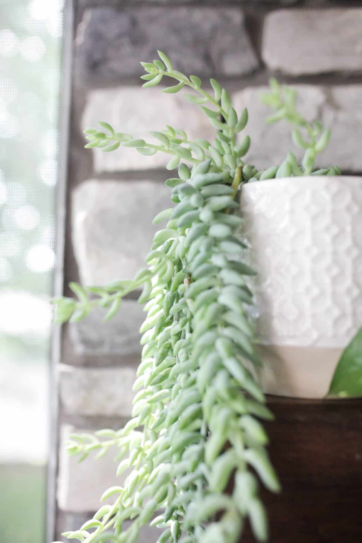 Burro’s Tail