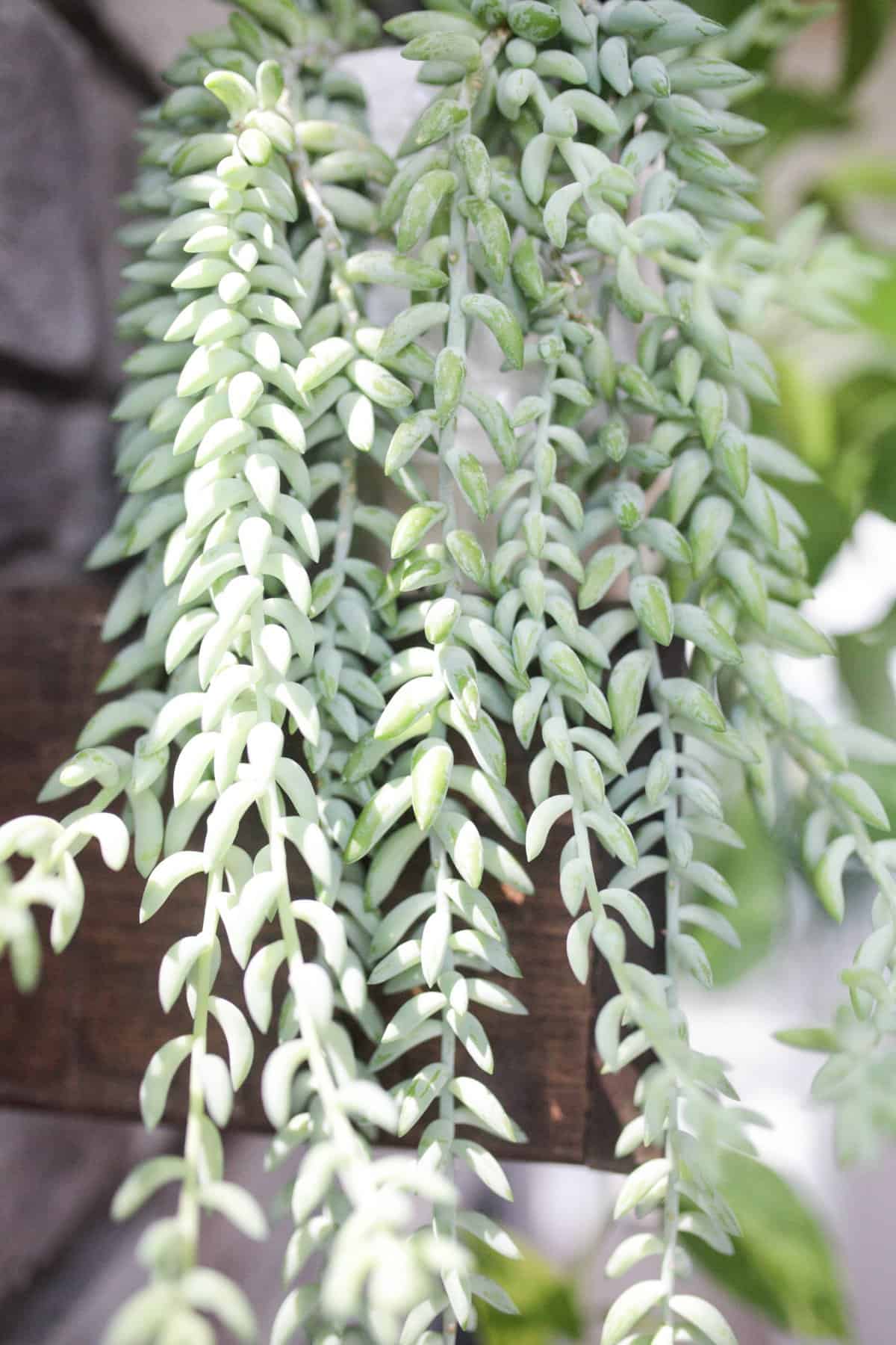 Burro’s Tail