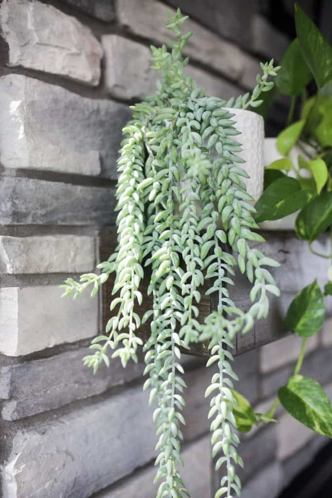 burro's tail plant