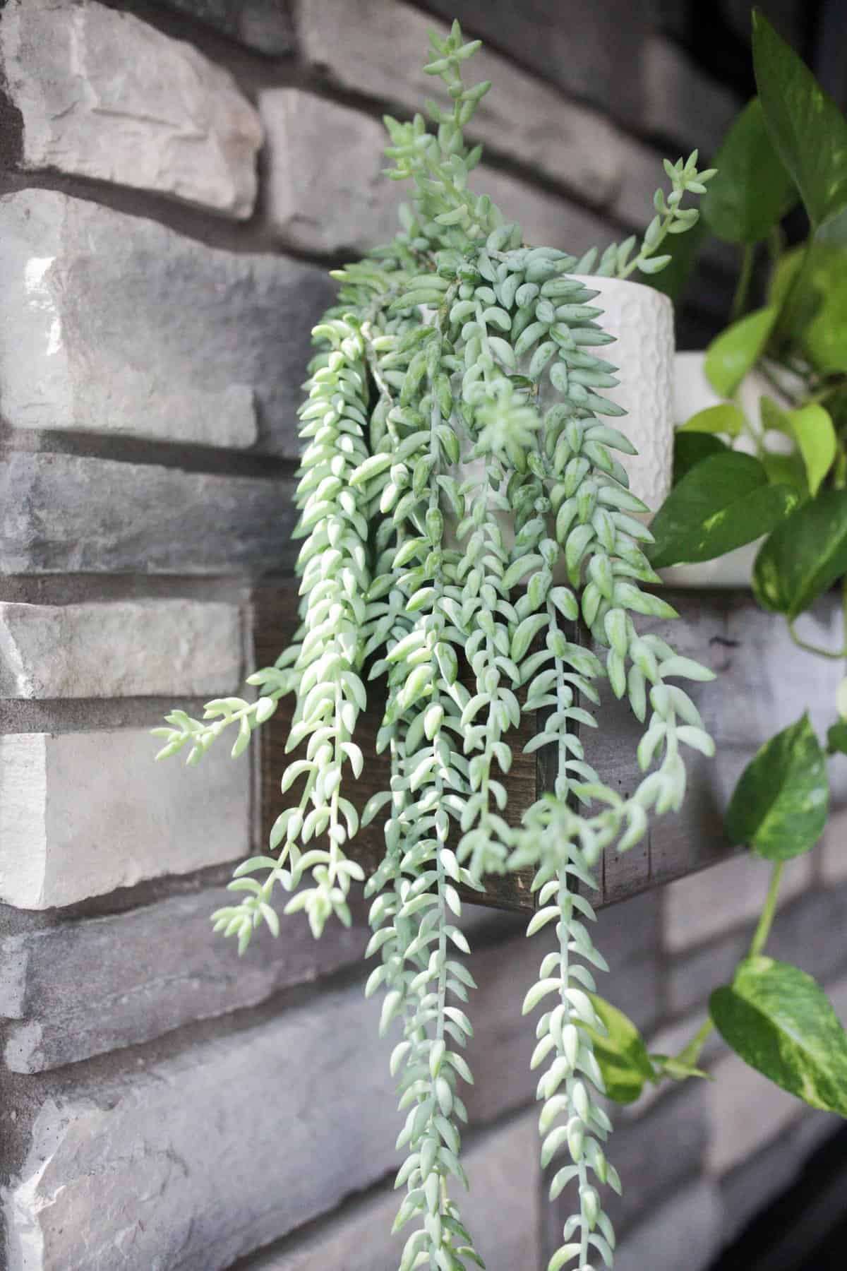 Burro’s Tail