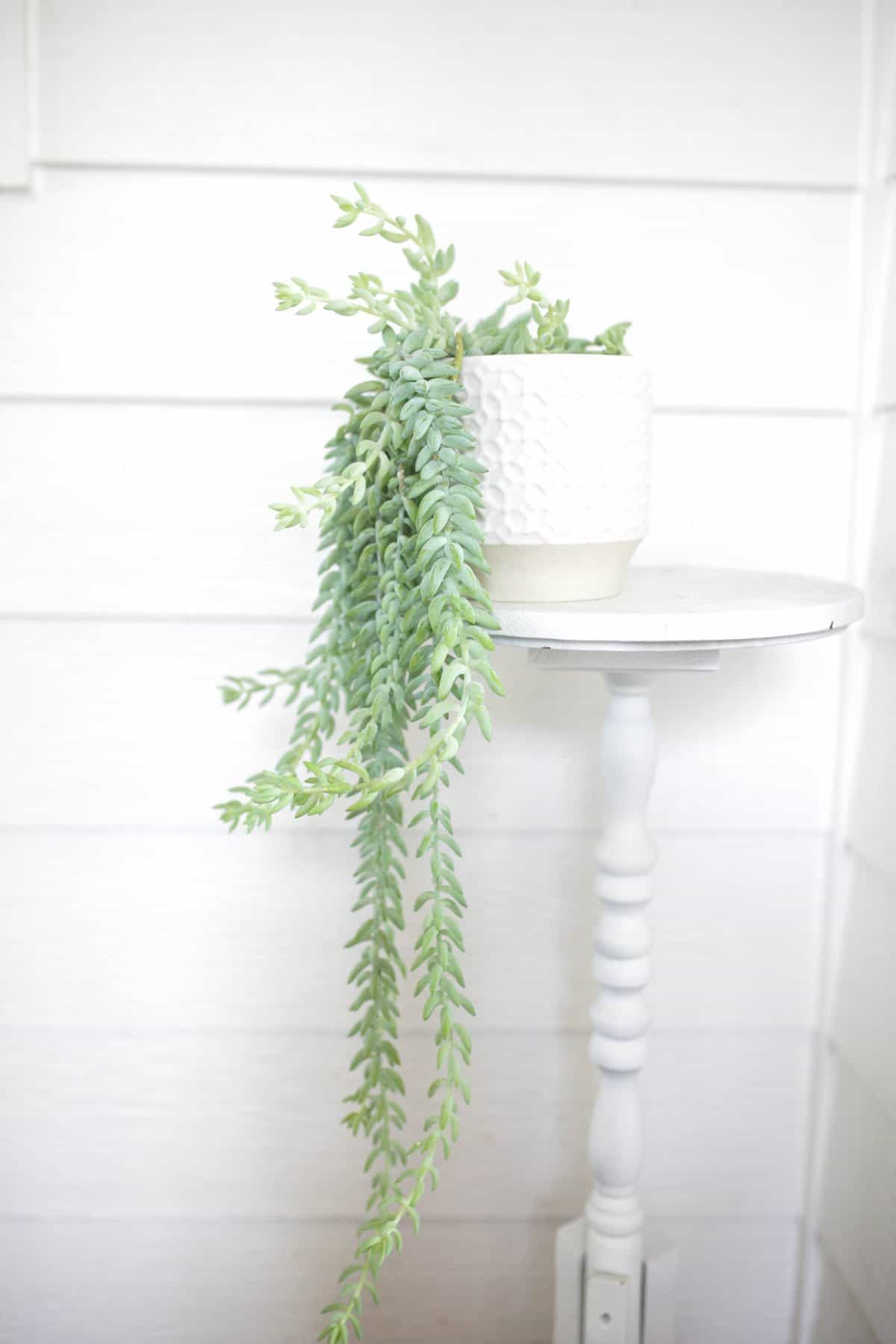 Burro’s Tail on plant stand