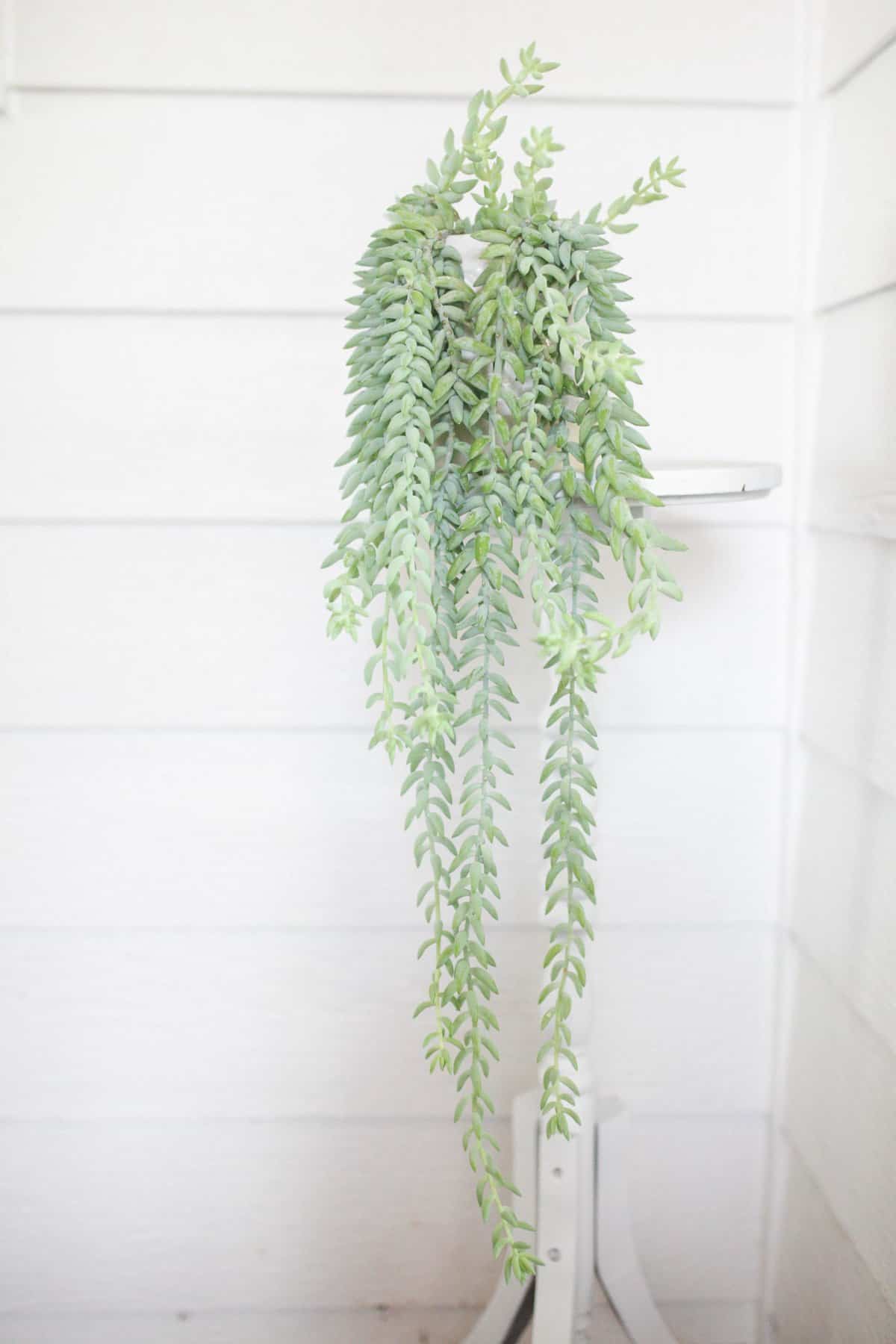 Burro’s Tail on a plant stand