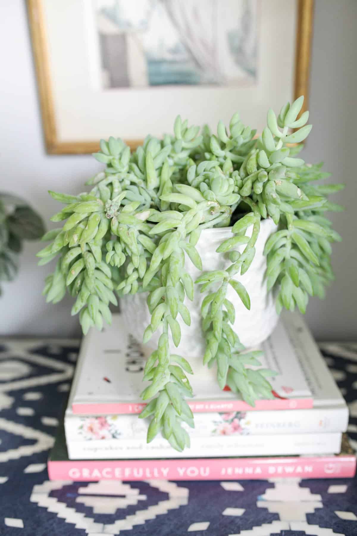 Burro’s Tail in white pot