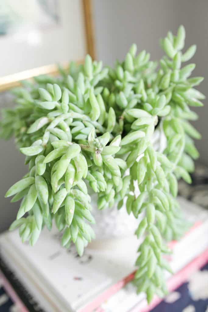 burro tail