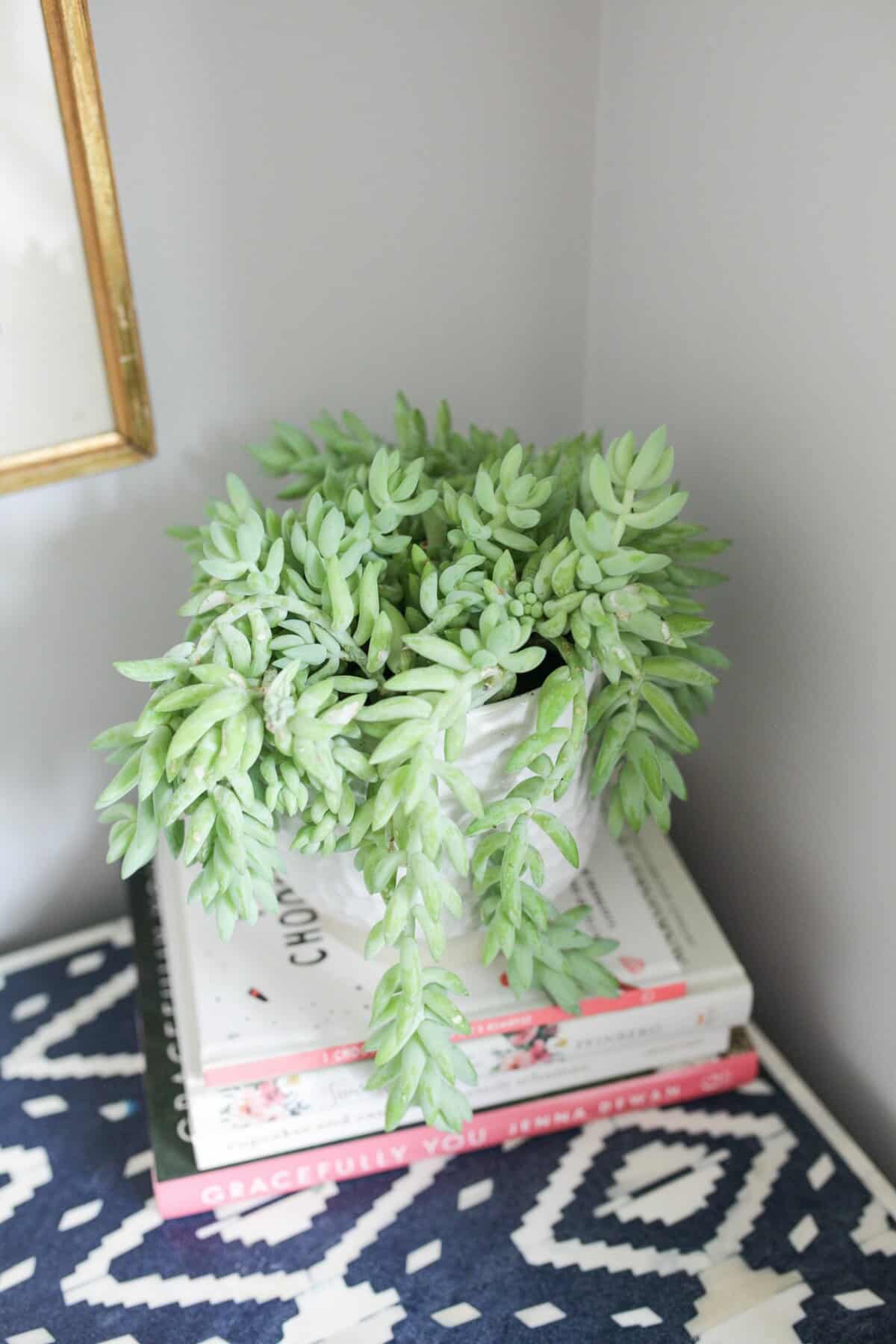 Burro’s Tail in white pot 