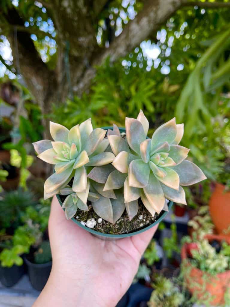 Variegated Ghost Plant
